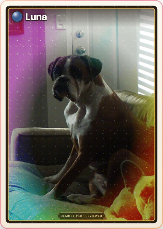 A holographic version of Luna’s card, the same boxer under a rainbow foil sheen and a gold border.