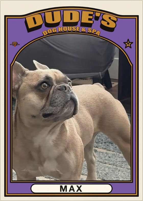 A baseball-style card of Max, a fawn French bulldog looking off to one side, in a purple frame with Dude’s Dog House & Spa lettering.